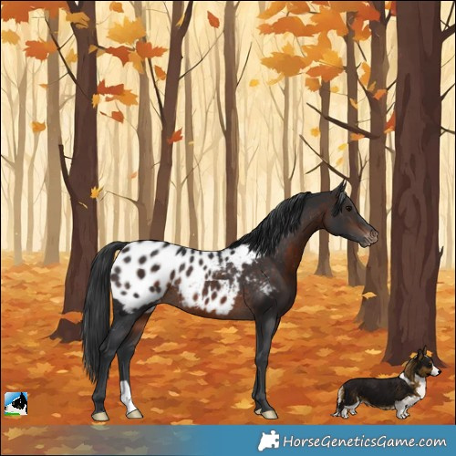 Horse Color:Brown Blanket Rabicano