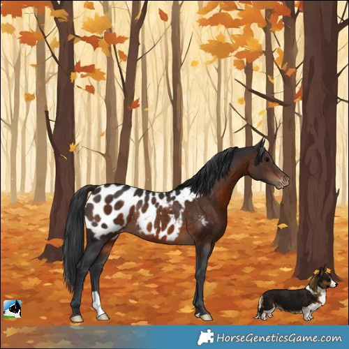 Horse Color:Brown Appaloosa Rabicano