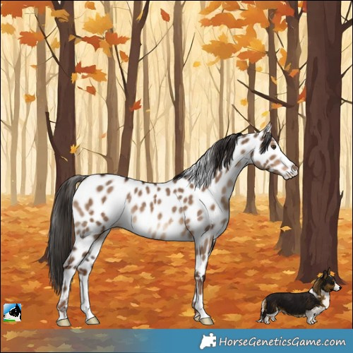 Horse Color:Liver Red Dun Near Leopard Rabicano