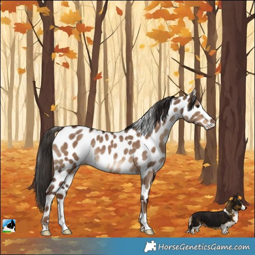 Horse Color:Liver Red Dun Appaloosa Rabicano 