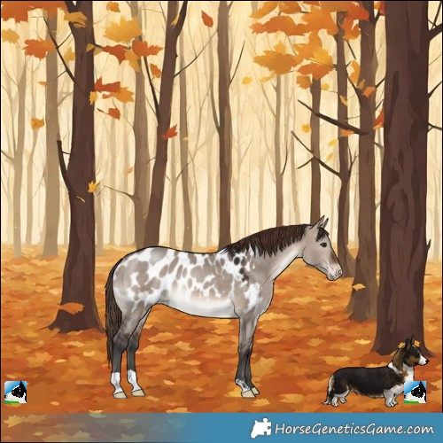 Horse Color:Brown Dun Mushroom Appaloosa Rabicano