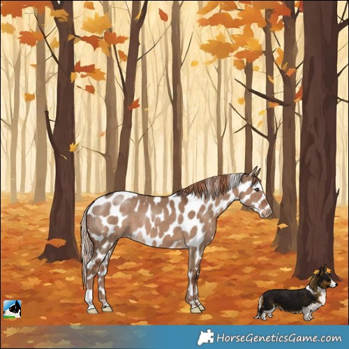 Horse Color:Liver Red Dun Appaloosa 