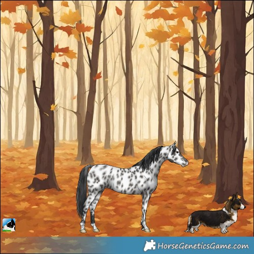 Horse Color:Black Near Leopard Rabicano 