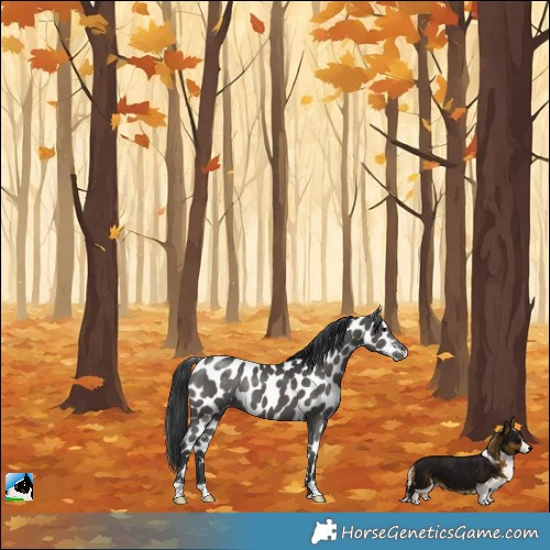 Horse Color:Black Appaloosa Rabicano 