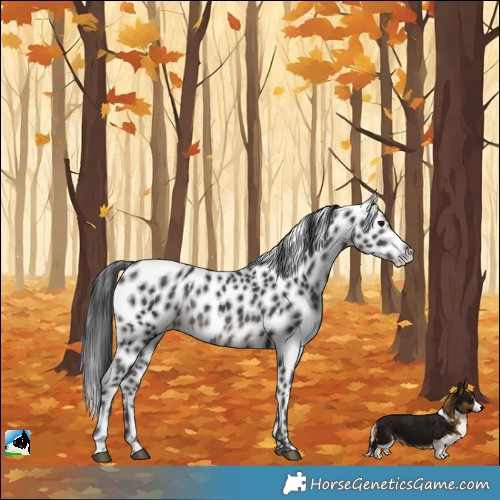 Horse Color:Black Leopard Rabicano 