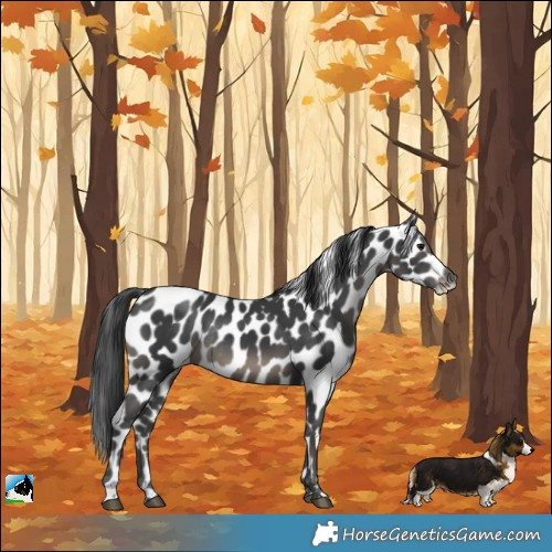Horse Color:Black Appaloosa Rabicano 