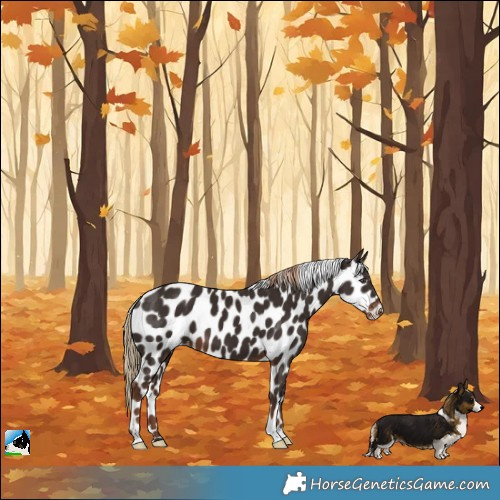 Horse Color:Liver Chestnut Appaloosa 