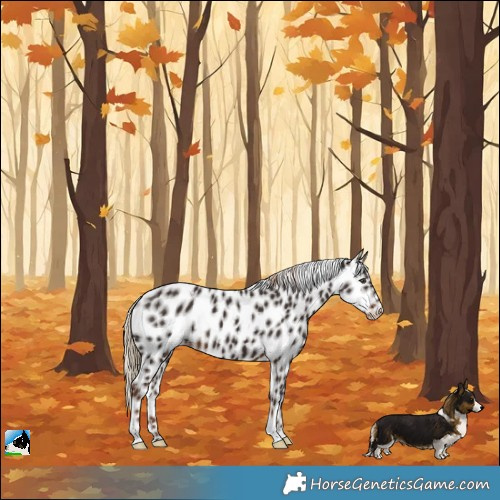 Horse Color:Liver Chestnut Leopard