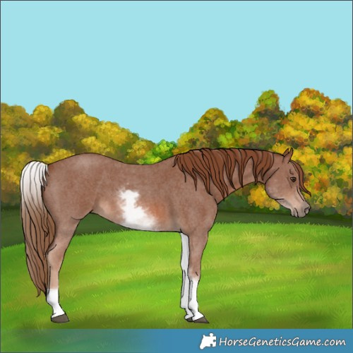Horse Color:White Spotted Chestnut Sabino