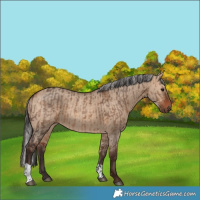 Horse Color:Bay Dun  and Silver Bay Dun 