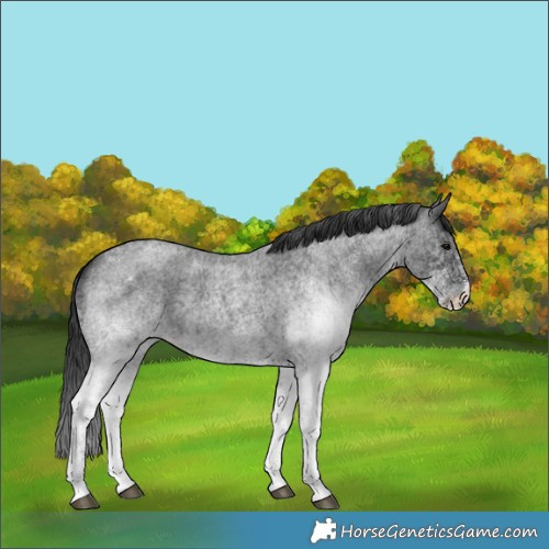 Horse Color:White Spotted Blue Roan 
