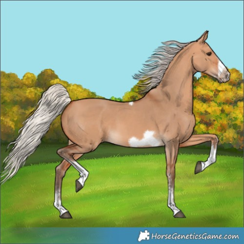 Horse Color:Silver Bay Dun Sabino Tobiano Frame Rabicano