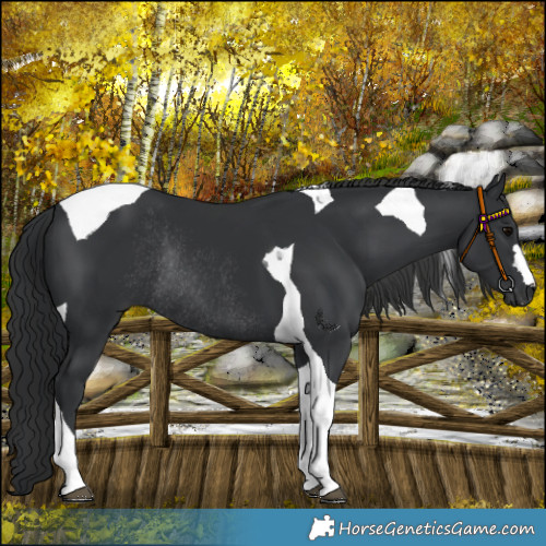 Horse Color:Black Tobiano Rabicano 