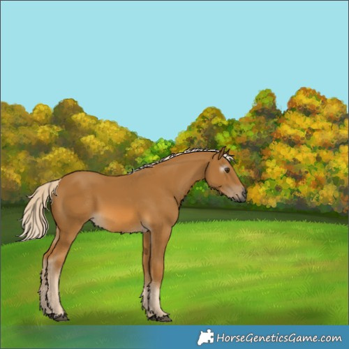 Horse Color:Gray Palomino 