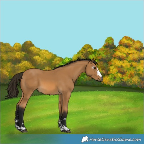 Horse Color:Gray Buckskin 