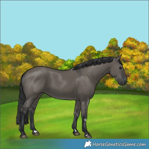 Horse Color:Grullo Rabicano 