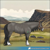Horse Color:Grullo Rabicano 