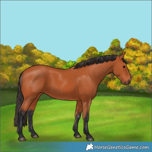 Horse Color:Bay 