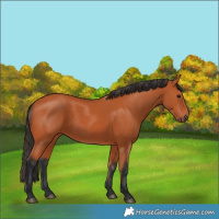 Horse Color:Bay 