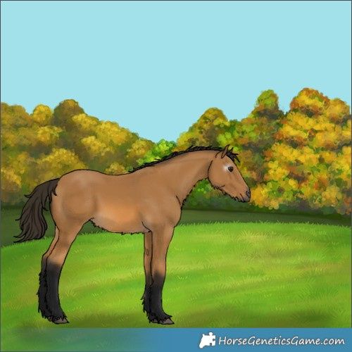 Horse Color:Gray Buckskin