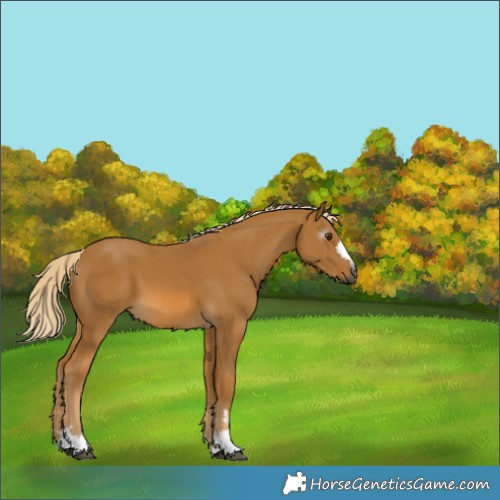 Horse Color:Gray Palomino 