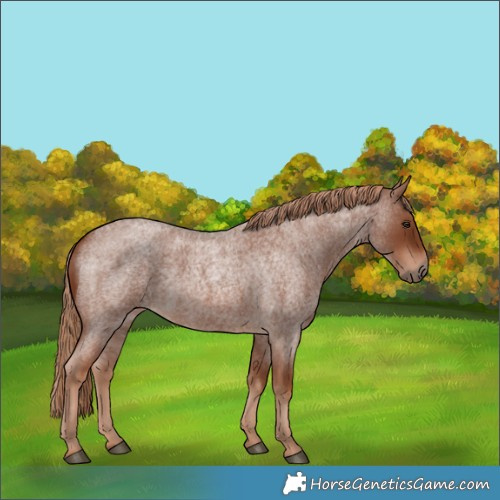 Horse Color:Red Roan 
