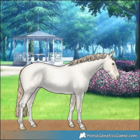 Horse Color:Buckskin Roan Pearl  and Buckskin Roan Pearl 