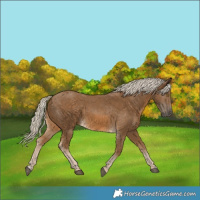 Horse Color:Chocolate Palomino 