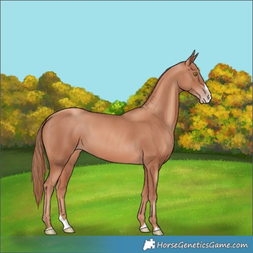 Horse Color:Gold Champagne Splash