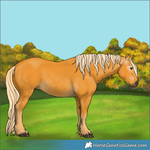 Horse Color:Gray Palomino