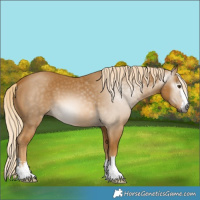 Horse Color:Gray Palomino 