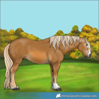 Horse Color:Gray Palomino 