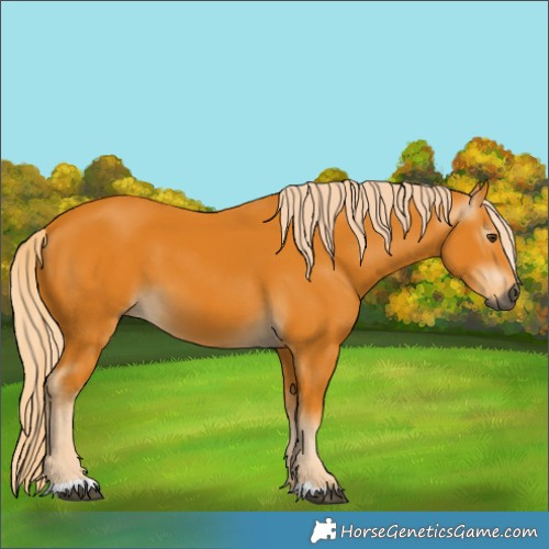 Horse Color:Gray Palomino