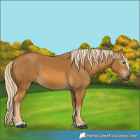 Horse Color:Gray Palomino 