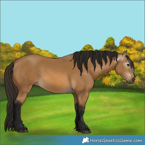 Horse Color:Gray Buckskin