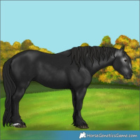 Horse Color:Gray Smoky Black 