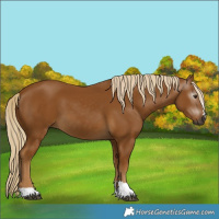 Horse Color:Gray Palomino 