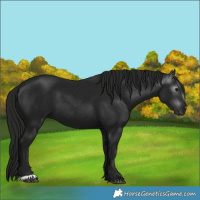 Horse Color:Gray Smoky Black 