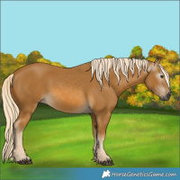 Horse Color:Gray Palomino