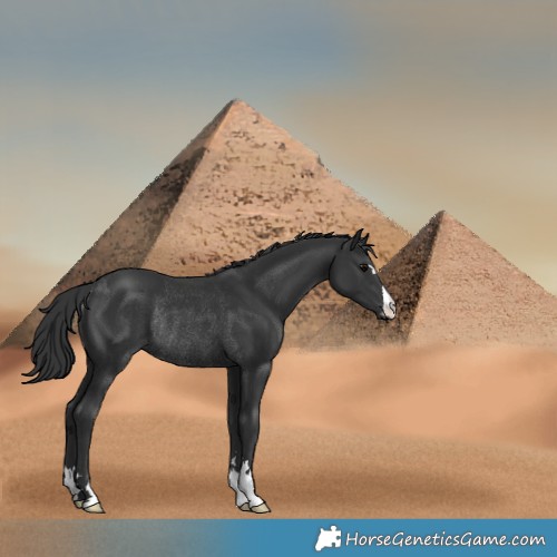 Horse Color:Black Rabicano