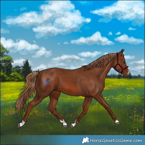Horse Color:Chestnut 