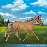 Horse Color:Palomino
