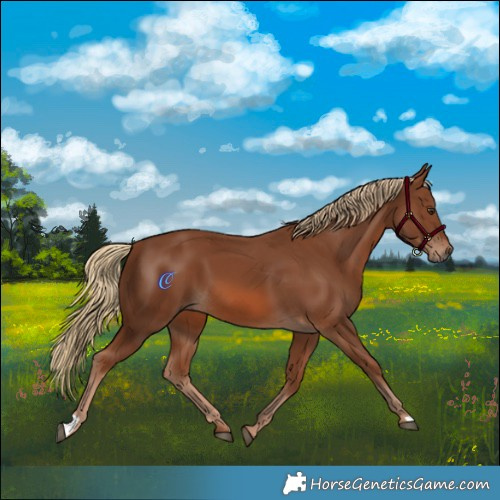 Horse Color:Chestnut 