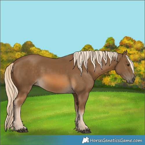 Horse Color:Chocolate Palomino 