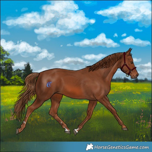 Horse Color:Chestnut 