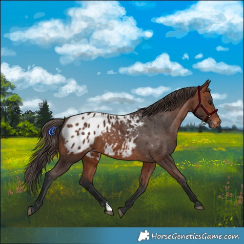 Horse Color:Bay Appaloosa 