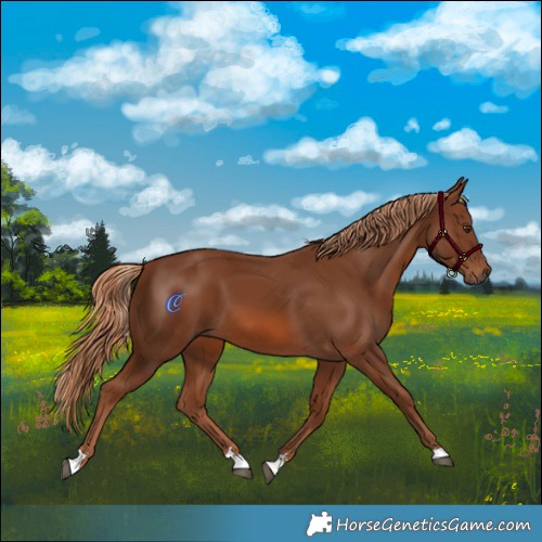 Horse Color:Chestnut 