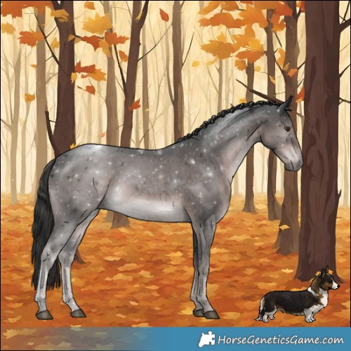 Horse Color:Platinum Liver Chestnut Rabicano 