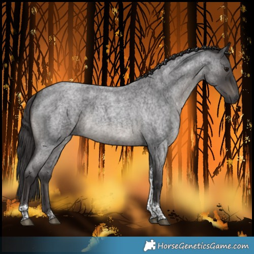 Horse Color:Smoky Blue Roan Tobiano 