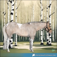 Horse Color:Gray Silver Perlino Roan Tobiano 